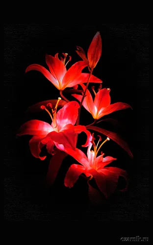 Цветы На Темном Фоне Обои на телефон картинка