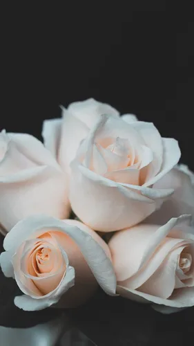 Цветы На Темном Фоне Обои на телефон группа белых роз