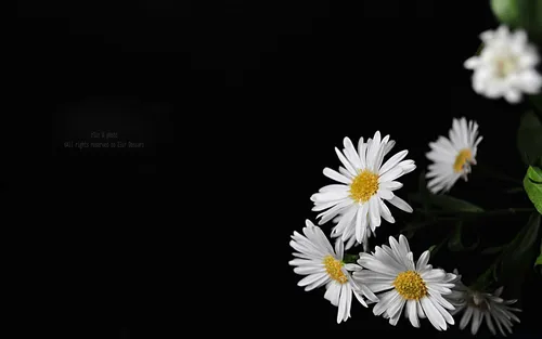 Цветы На Темном Фоне Обои на телефон группа белых цветов
