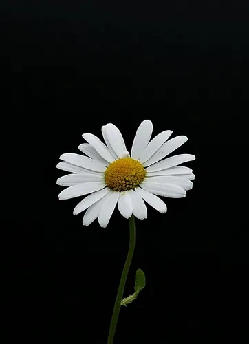 Цветы На Темном Фоне Обои на телефон белый цветок с желтым центром