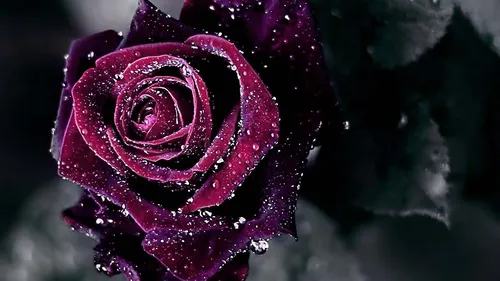 Цветы На Темном Фоне Обои на телефон фиолетовая роза с каплями воды