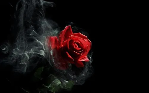 Цветы На Темном Фоне Обои на телефон красная роза с белым дымом