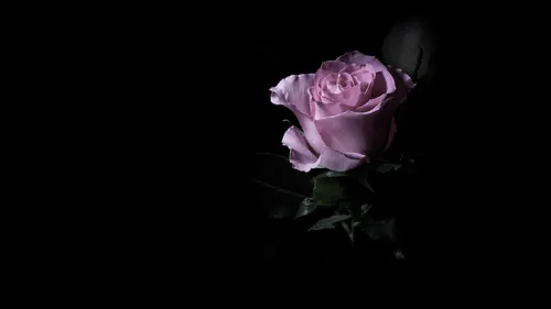 Цветы На Темном Фоне Обои на телефон розовая роза в темноте