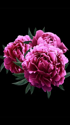 Цветы На Темном Фоне Обои на телефон изображение