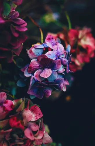Цветы На Темном Фоне Обои на телефон рисунок