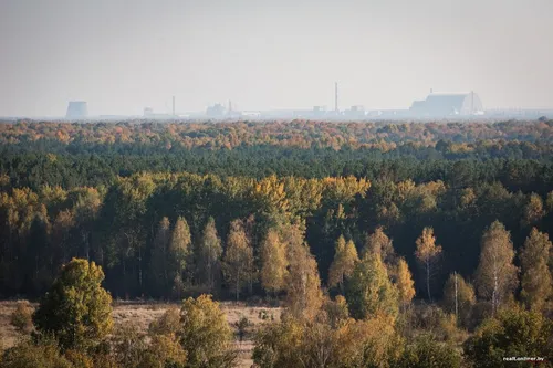 Чернобыль Обои на телефон лес деревьев