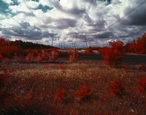Чернобыль Обои на телефон поле красных цветов