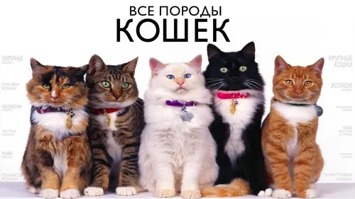 Породы Кошек С Фото группа кошек