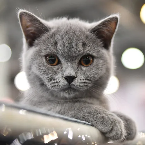 Породы Кошек С Фото кошка с лапами на металлическом предмете