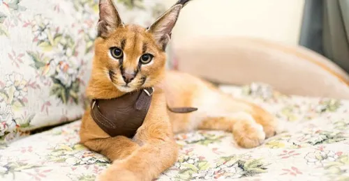 Породы Кошек С Фото кошка в костюме