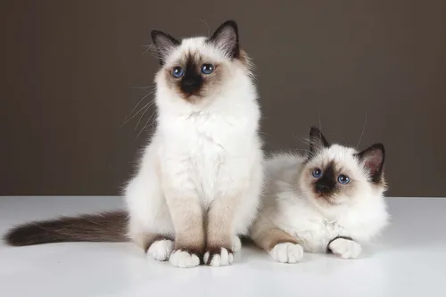 Породы Кошек С Фото пара котят