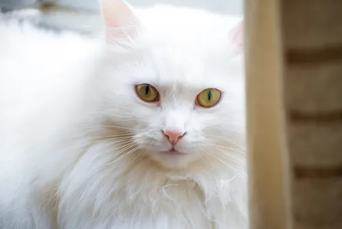 Породы Кошек С Фото белая кошка с зелеными глазами