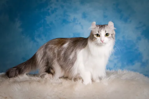 Породы Кошек С Фото кошка, сидящая на одеяле