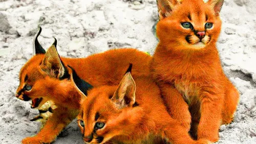Породы Кошек С Фото группа оранжевых и белых кошек