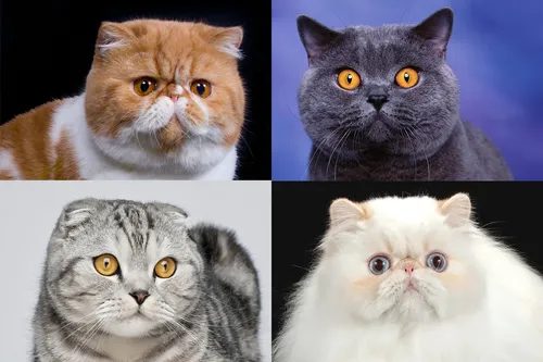 Породы Кошек С Фото для iPhone