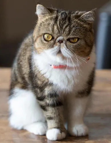 Породы Кошек С Фото кошка с красным ошейником
