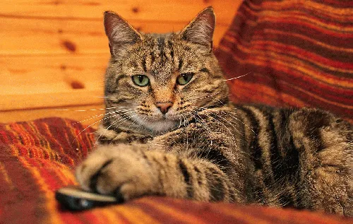 Породы Кошек С Фото кошка лежит на кровати