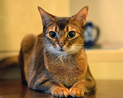 Породы Кошек С Фото кошка, сидящая на столе
