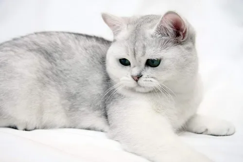 Породы Кошек С Фото белая кошка, лежащая
