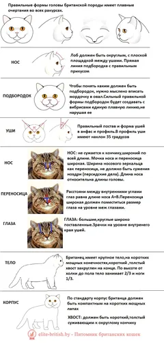Породы Кошек С Фото график