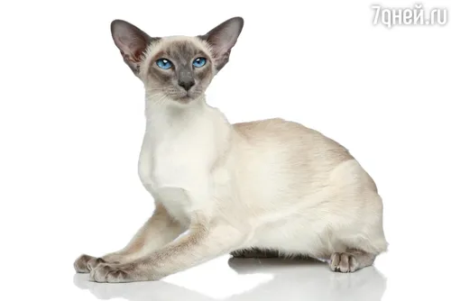Породы Кошек С Фото кошка, сидящая на белой поверхности