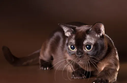 Породы Кошек С Фото кот с голубыми глазами