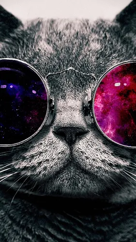 Прикольный Заставку Картинки Обои на телефон кошка в солнцезащитных очках