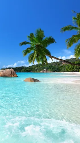Прикольный Заставку Картинки Обои на телефон тропический пляж с пальмами