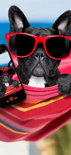 Прикольный Заставку Картинки Обои на телефон черная собака в красных солнцезащитных очках