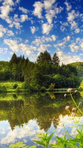 Природа Hd Обои на телефон озеро, окруженное деревьями
