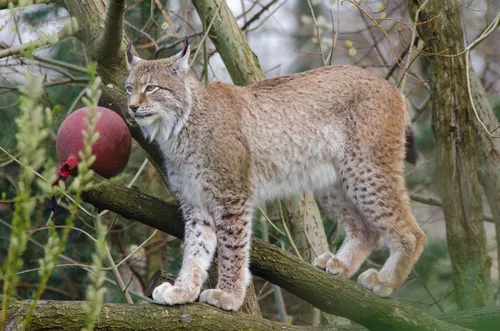 Рысь Фото кошка с красным яблоком на дереве