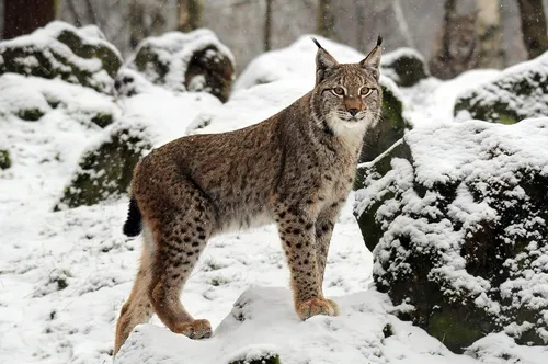Рысь Фото дикая кошка гуляет по снегу
