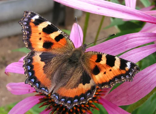 Крапивница Фото бабочка на цветке