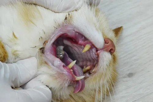 Стоматит Фото кошка с открытым ртом