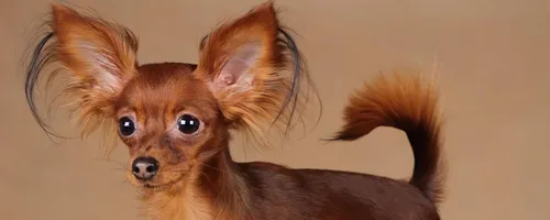 Той Терьер Фото собака в парике