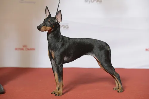 Той Терьер Фото собака, стоящая на красной ковровой дорожке
