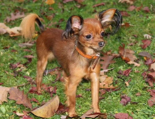 Той Терьер Фото собака, стоящая в поле листьев