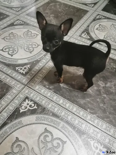 Той Терьер Фото собака, стоящая на ковре