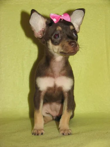 Той Терьер Фото маленькая собачка с розовым бантом