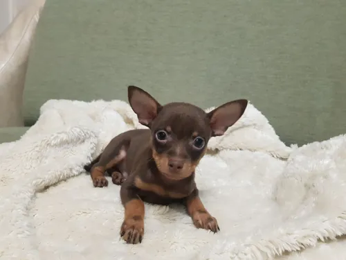 Той Терьер Фото маленький щенок на одеяле