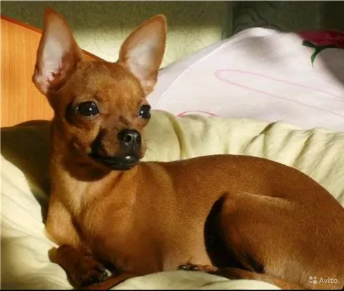 Той Терьер Фото собака, лежащая на кровати