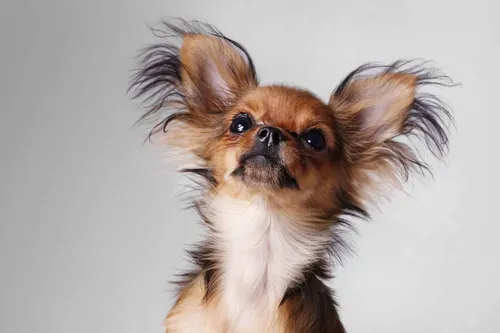 Той Терьер Фото собака в солнцезащитных очках