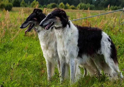 Породы Собак С Фото пара собак, стоящих в травянистом поле
