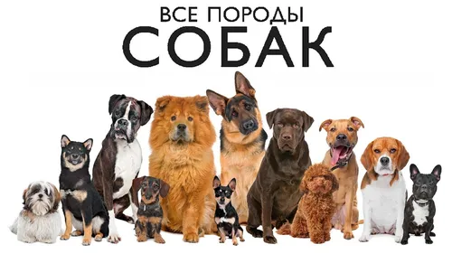 Породы Собак С Фото в хорошем качестве