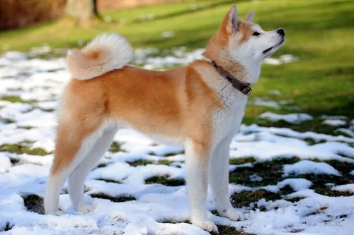 Породы Собак С Фото собака, стоящая на снегу