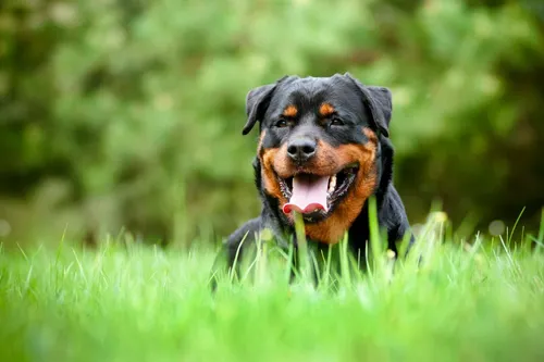 Породы Собак С Фото собака с открытым ртом