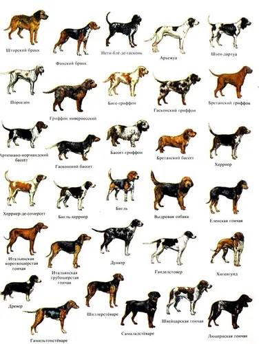 Породы Собак С Фото коллаж с изображением собаки