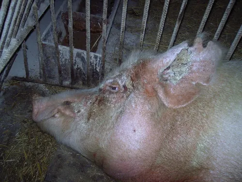 Чесотка Фото свинья в загоне