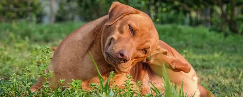Чесотка Фото собака, лежащая в траве
