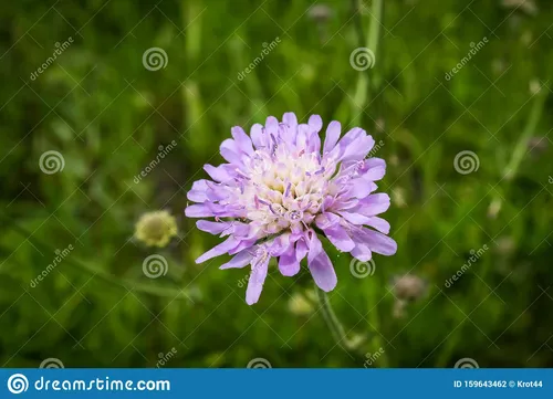 Чесотка Фото фиолетовый цветок в поле